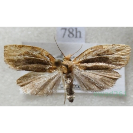 Pandemis cerasana (Hübner, 1786) Zwójkówka porzeczkóweczka Czech78h